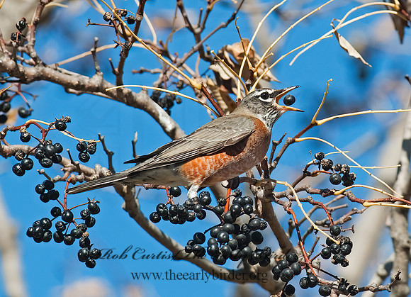 Turdus migratorius  AMERICAN ROBIN 8024450z