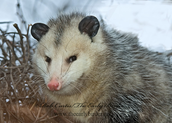 Didelphis virginiana  VIRGINIA OPOSSUM 5017607z