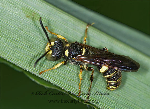 Cerceris  WEEVIL WASP 6012164z