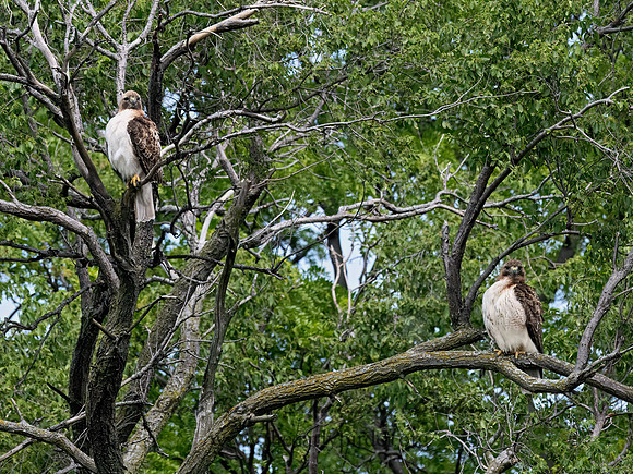 Buteo jamaicensis  RED-TAILED HAWK 3042376z