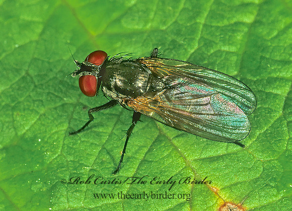 Fannia  FANNID FLY 1114511~z