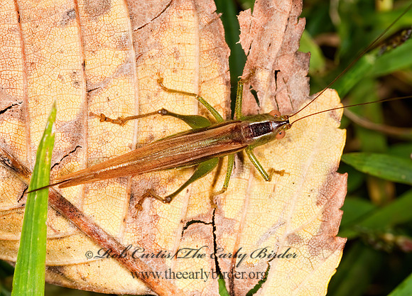 Conocephalus brevipennis  SHORT-WINGED MEADOW GRASSHOPPER  3010207z