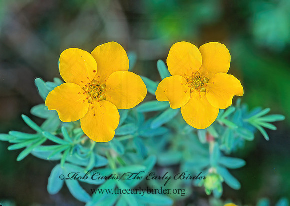 Dasiphora fruiticosa  SHRUBBY CINQUEFOIL 240602z