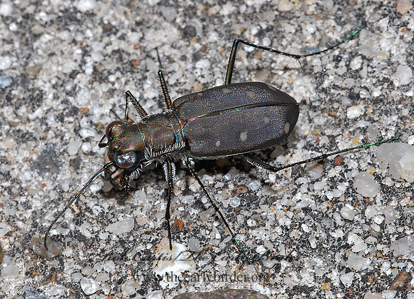 Cicindela ocellata rectilatera 6023099z