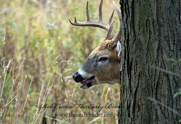 Odocoileus virginianus  WHITE-TAILED DEER 5017095z