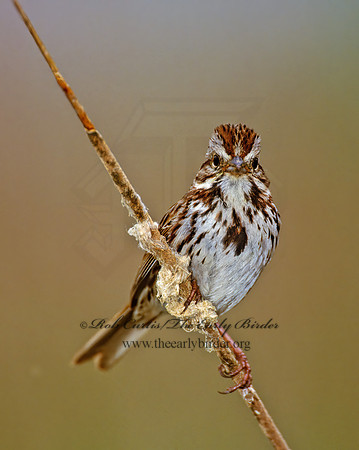 Melospiza melodia  SONG SPARROW 1283023z