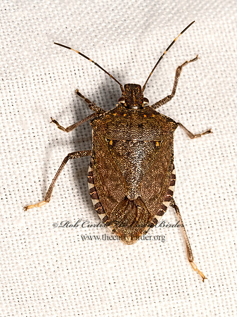 Halyomorpha halys  BROWN MARMORATED STINKBUG 3041794z