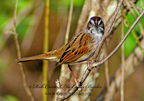 Melospiza georgiana  SWAMP SPARROW 8420z