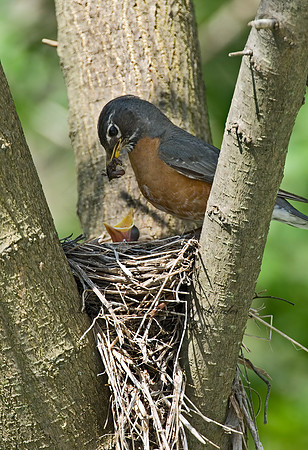 Turdus migratorius  AMERICAN ROBIN 6005426z