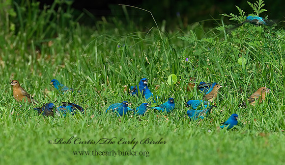 Guiraca caerulea  BLUE GROSBEAK 7002250z