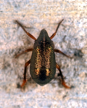 Bruchomorpha oculata 243738z