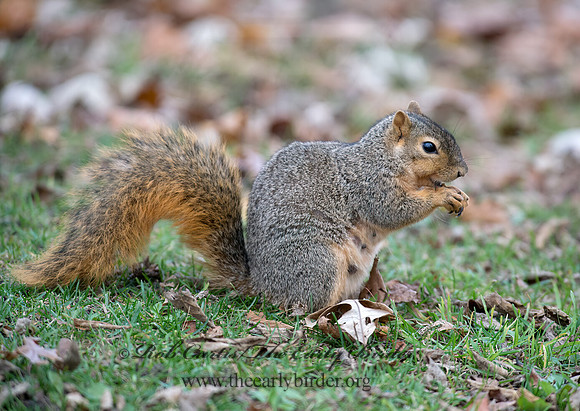 Sciurus niger  FOX SQUIRREL 6035168z