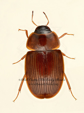 Helocombus bifidus  WATER SCAVENGER BEETLE  9020013z