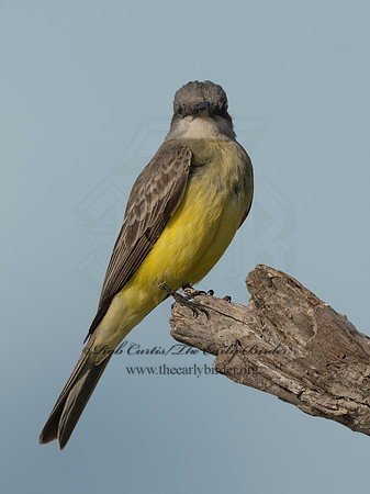 Tyrannus couchii  COUCH'S KINGBIRD 3035962z