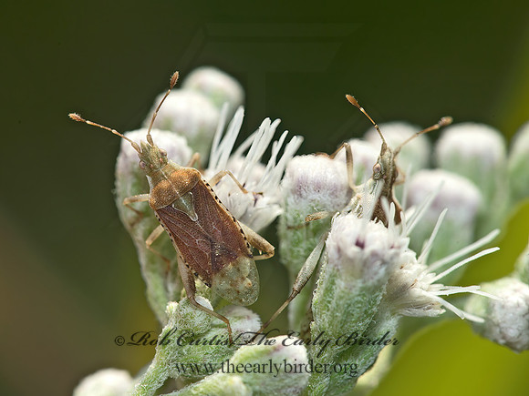 Harmostes fraterculus SCENTLESS PLANT BUG 9049511z