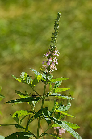 Teucrium canadense  AMERICAN GERMANDER 8006384z