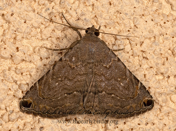 Toxonprucha clientis  OMOPTERINI EREBID MOTH 3036303z