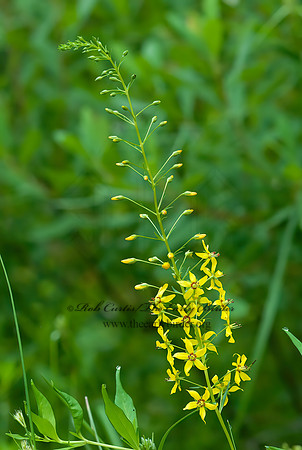 Lysimachia terrestis  SWAMP CANDLES 3013868z