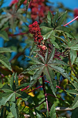 Ricinus communis  CASTOR BEAN PLANT 8036223z