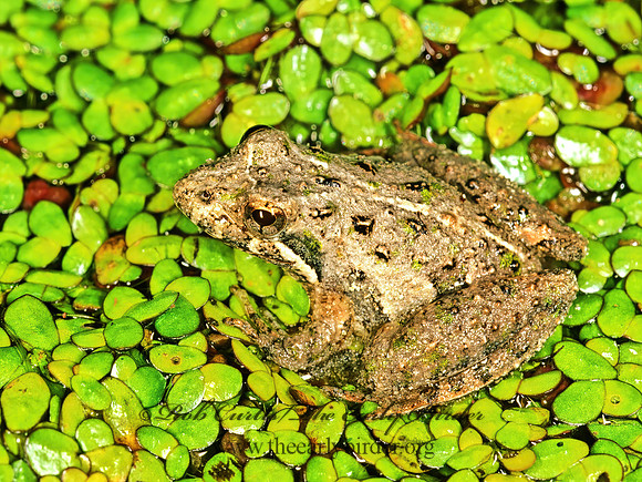 Acris gryllus dorsalis  FLORIDA CRICKET FROG 260816 z