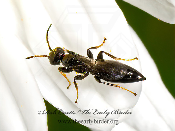 Bethylidae  FLAT WASP 9068709z