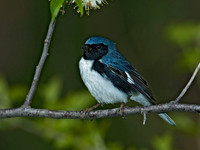 Setophaga caerulescens  BLACK-THROATED BLUE WARBLER  5006634z