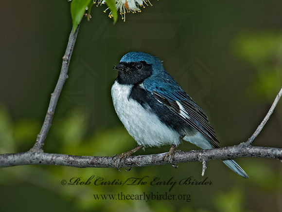 Setophaga caerulescens  BLACK-THROATED BLUE WARBLER  5006634z