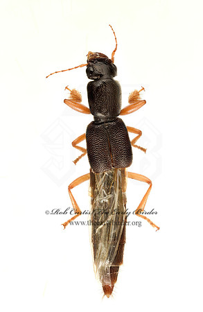 Pinophilus 9020408z
