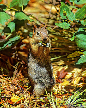 Callospermophilus lateralis  GOLDEN MANTLED SQUIRREL 112037z