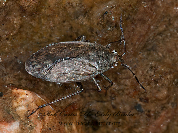 Salda lugubris  SHORE BUG 3014255z
