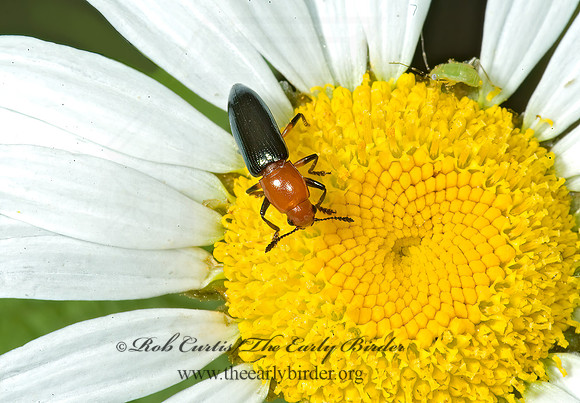 Languria mozardi 5010208z