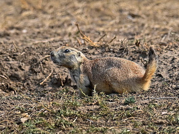 Cynomys ludovicianus  BLACK-TAILED PRAIRIE DOG 6036673z