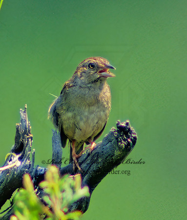 Peucaea aestivalis  BACHMAN'S SPARROW 21515z