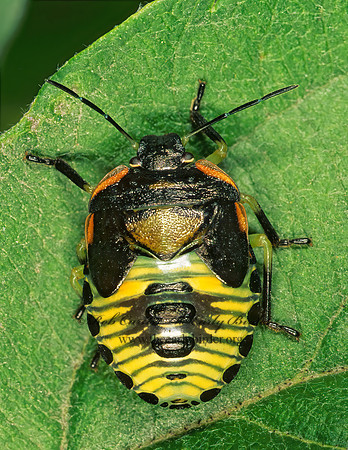 Chinavia hilaris 179436z