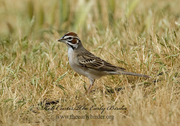 Chondestes grammacus  LARK SPARROW 5005314 z