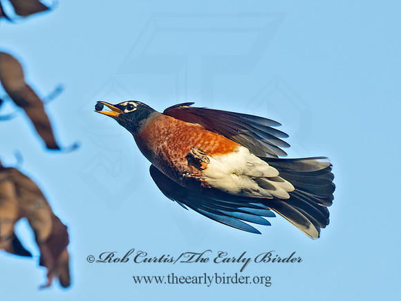 Turdus migratorius  AMERICAN ROBIN 6037255z
