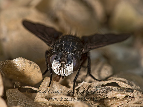 Belvosia bifasciata  2-BANDED TACHINID FLY 9048842z