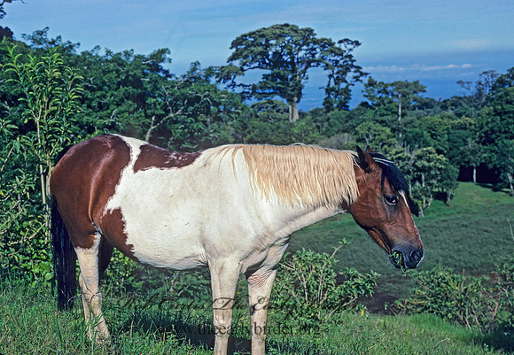 Equus caballus  HORSE 203206z