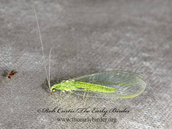 Chrysoperla pudica group  GREEN LACEWING 3039262z