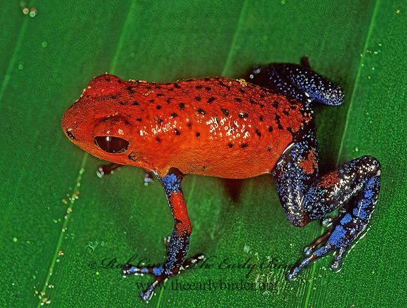 Oophaga pumilio  STRAWBERRY POISON-DART FROG 194513  z