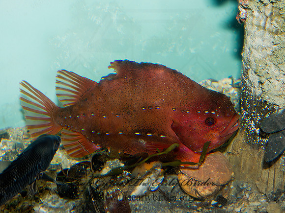 Cyclopterus lumpus  LUMPFISH 9031412z