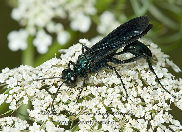 Chalybion californicum 5001078z