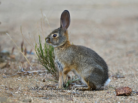 Sylvilagus audubonii  DESERT COTTONTAIL 9056907z