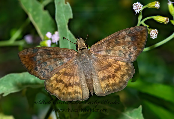 Timochares ruptifasciatus  BROWN-BANDED SKIPPER 6023455z