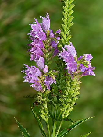 Physostegia virginiana  OBEDIENT PLANT 9050582z