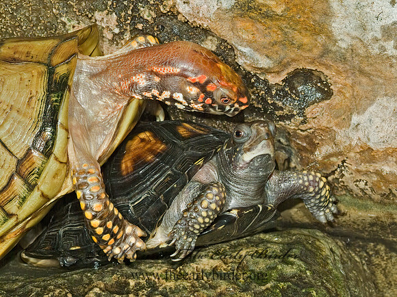 Terrapene carolina triunguis  3-TOED BOX TURTLE 4002017z