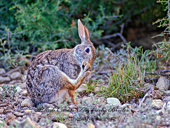 Sylvilagus auduboni  DESERT COTTONTAIL 55319z
