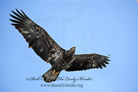 Haliaeetus leucocephalus  BALD EAGLE 8000109z