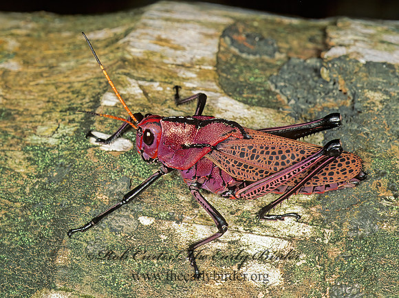 Taeniopoda eques HORSE LUBBER GRASSHOPPER  194033z