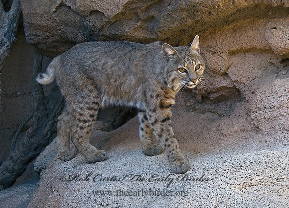 Lynx rufus  BOBCAT 5005660z